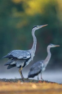 Grey Heron (Ardea cinerea) in a threathening posture, North Rhine-Westphalia, Germany