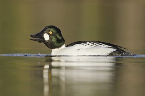 Common Goldeneye (Bucephala clangula) male, British Columbia, Canada