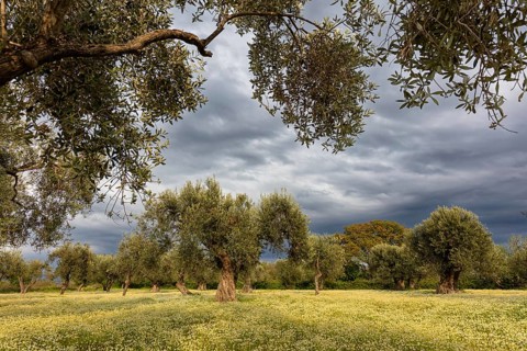 Landscape, Greece, thunderstorm, thunderstorm atmosphere, olive tree, olive grove. Olive, flower