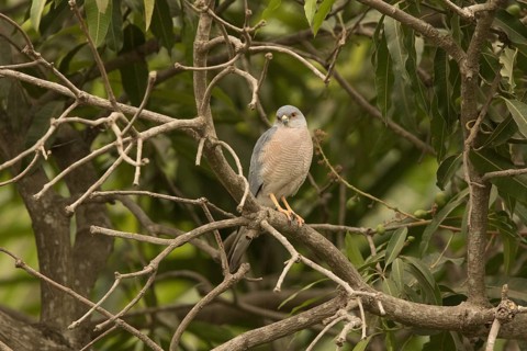 Shikra (Accipiter badius), Gambia