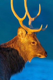 Portrait of a Dibowsky stag at sunrise, Cervus nippon hortulorum