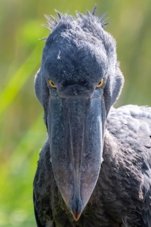 Shoebill (Balaeniceps rex), juvenile, animal portrait, evil eye, swamps of Mabamba, Lake Victoria,