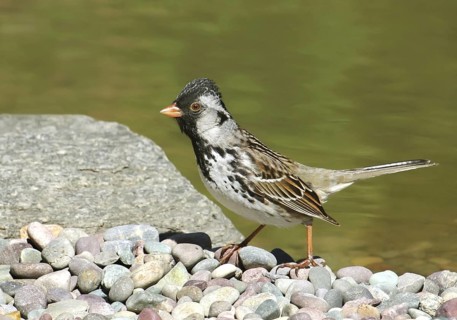 Harris's Sparrow (Zonotrichia querula), Saskatchewan, Canada
