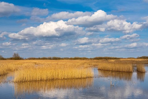 Reeds on the banks of Dümmer, Lake Dümmer, Hüde, Lower Saxony, Germany