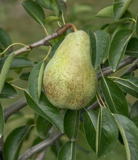 Pear (Pyrus communis 'Triomphe de Vienne'), Bavarian Fruit Centre, Germany