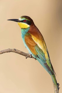 Bee-eater, (Merops apiaster), Animals, Birds, Raptor family, Perching station, Muselievo,