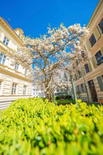 Blooming tree in sunny courtyard surrounded by municipal buildings, Bregenz, Vorarlberg, Austria