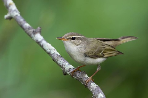 Arctic Warbler - Wanderlaubsänger - Phylloscopus borealis. Russia (Ural)