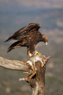 Golden Eagle (Aquila chrysaetos) male eating a rabbit, Castile and Leon, Spain