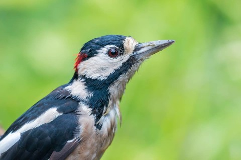 Great Spotted Woodpecker (Dendrocopos major) male, Lower Saxony, Germany