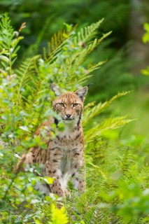 Eurasian lynx (Lynx lynx) in the middle of bushes in summer, Bavaria, Germany