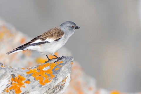Snowfinch (Montifringilla nivalis), Valais, Switzerland