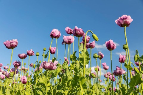 Field with blue poppy (Papaver somniferum) in bloom, Penig, Saxony, Germany