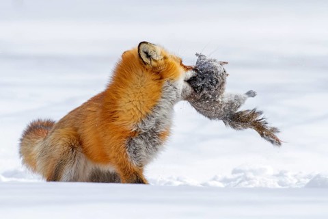 Red fox (vulpes vulpes) hunting eastern gray squirrel (sciurus carolinensis), Montreal botanical