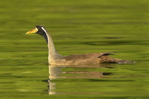 Masked Finfoot (Heliopais personatus) male, Seletar Reservoir, Singapore