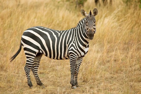 Steppe zebra (Equus quagga) or horse zebra, Akagera National Park or Kagera National Park, Eastern
