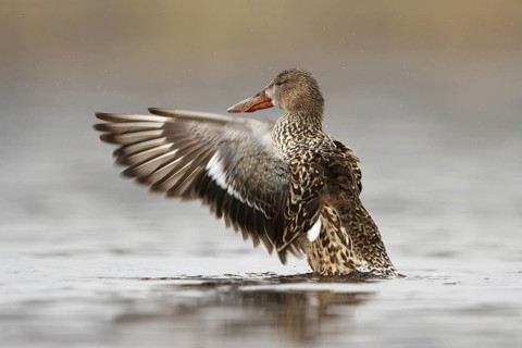 Northern Shoveler (Spatula clypeata) female flapping, Utrecht, Netherlands