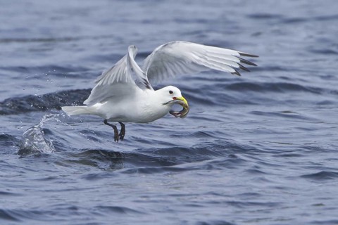 Black-legged Kittiwake (Rissa tridactyla) flying, Newfoundland, Canada