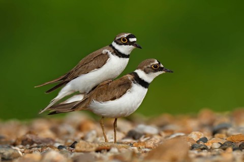 Little Ringed Plover (Charadrius dubius) pair mating, Saxony-Anhalt, Germany