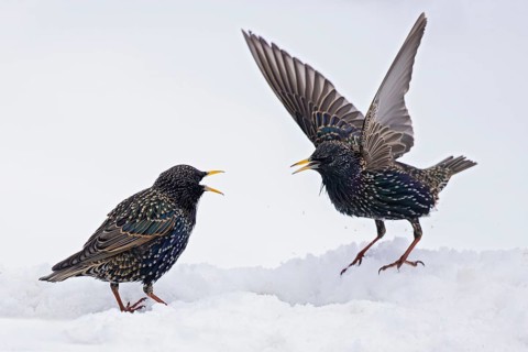 Starling (Sturnus vulgaris), close-up, two adult birds attacking each other in an aggressive