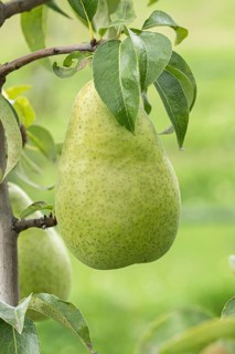 Pear (Pyrus communis 'Amfora'), Bundessorteamt, Germany