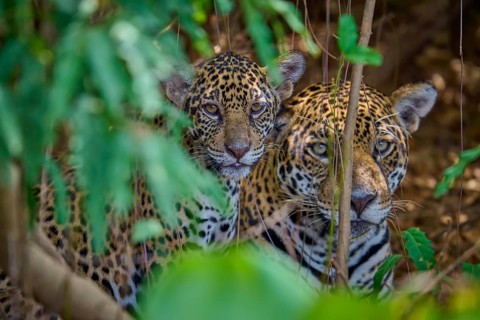 Jaguars a young animal looks attentively from under the protection of leaves, Jaguar (Panthera