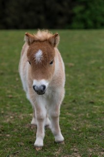 Falabella foal, The Falabella (Equus ferus caballus) is the smallest horse at all