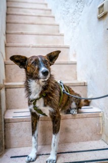 Adorable dog wearing a harness sitting on rustic stone stairs in the charming coastal village of