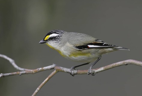 Striated Pardalote (Pardalotus striatus substriatus), Victoria, Australia