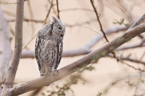 Pallid Scops Owl (Otus brucei), Eilat, Israel
