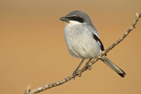 Southern Grey Shrike (Lanius meridionalis), Fuerteventura, Spain