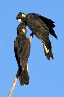 Yellow-tailed Black Cockatoo (Calyptorhynchus funereus) pair, New South Wales, Australia