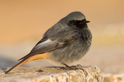 Black Redstart - Hausrotschwanz - Phoenicurus ochruros ssp. gibraltariensis, Spain, adult male