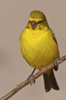 Yellow Canary (Crithagra flaviventris) male, Northern Cape, South Africa