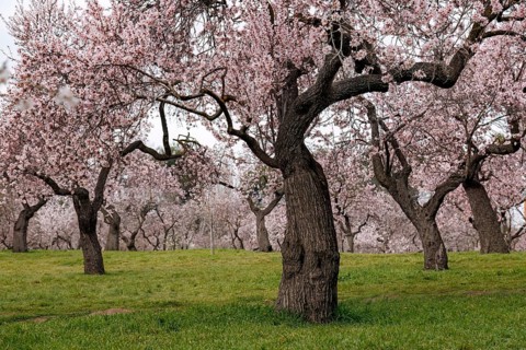 A serene landscape of almond trees showcasing delicate pink blossoms, creating a tranquil and