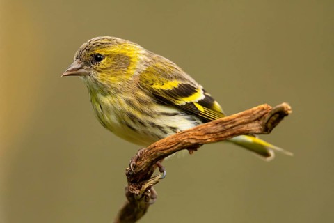 A vibrant European siskin, Spinus spinus, rests gracefully on a twisted twig, showcasing its