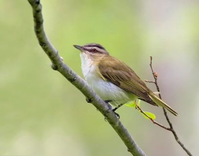 A Red-eyed Vireo, Vireo olivaceus, perched in a woodland in Saskatchewan, Canada