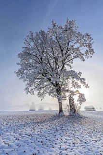 Snow-covered tree in the morning light, leaves, winter, Loisach-Lake Kochel moor, Alpine foothills,