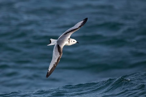 Black-legged Kittiwake (Rissa tridactyla tridactyla) juvenile flying, North Sea, Germany