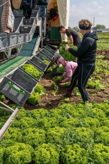 Harvesting Lollo Bianco lettuce, harvest workers cut off the lettuce heads, clean them and put them