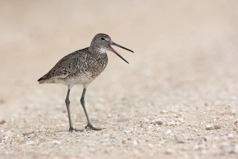 Willet (Tringa semipalmata) calling, Texas, USA