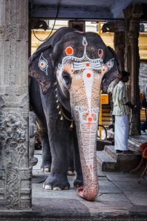 KANCHIPURAM, INDIA, SEPTEMBER 12, 2009: Elephant in Kailasanthar temple. Temple elephants are vital