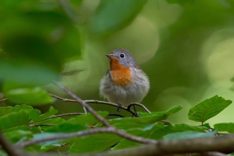 Red-breasted Flycatcher (Ficedula parva) male perched on a branch, Mecklenburg-Western Pomerania,