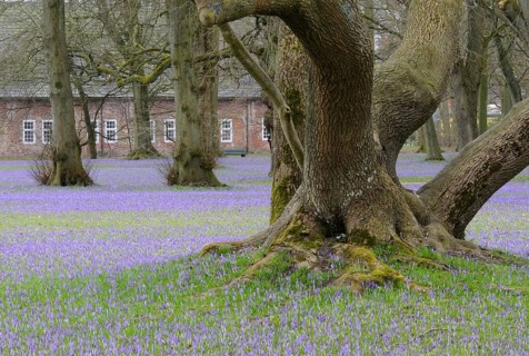 Crocus flower (Crocus napolitanus) in Husum Castle Park, Schleswig-Holstein, Germany