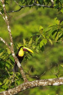 Chestnut-mandibled Toucan (Ramphastos swainsonii) perched on a branch in Costa Rica