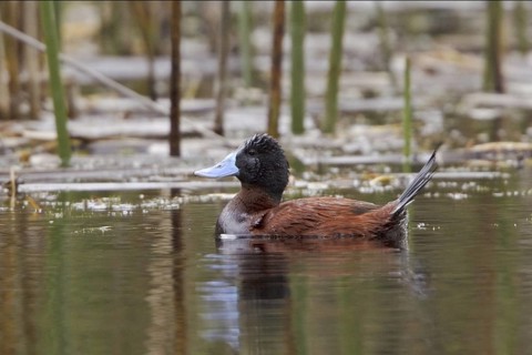 Ruddy Duck (Oxyura jamaicensis), Ecuador