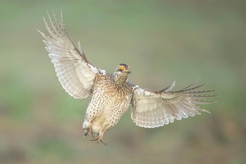Sharp-tailed Grouse (Tympanuchus phasianellus) flying, Colorado, USA