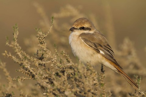 Isabelline Shrike (Lanius isabellinus) male, Oman