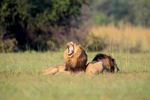 Lion (Panthera leo), male, two brothers, resting, lying, yawning, in the grass, Pilanesberg
