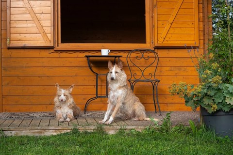 Two Podengo Português in front of garden houses, Liederbach, Dillendorf, Rhineland-Palatinate,